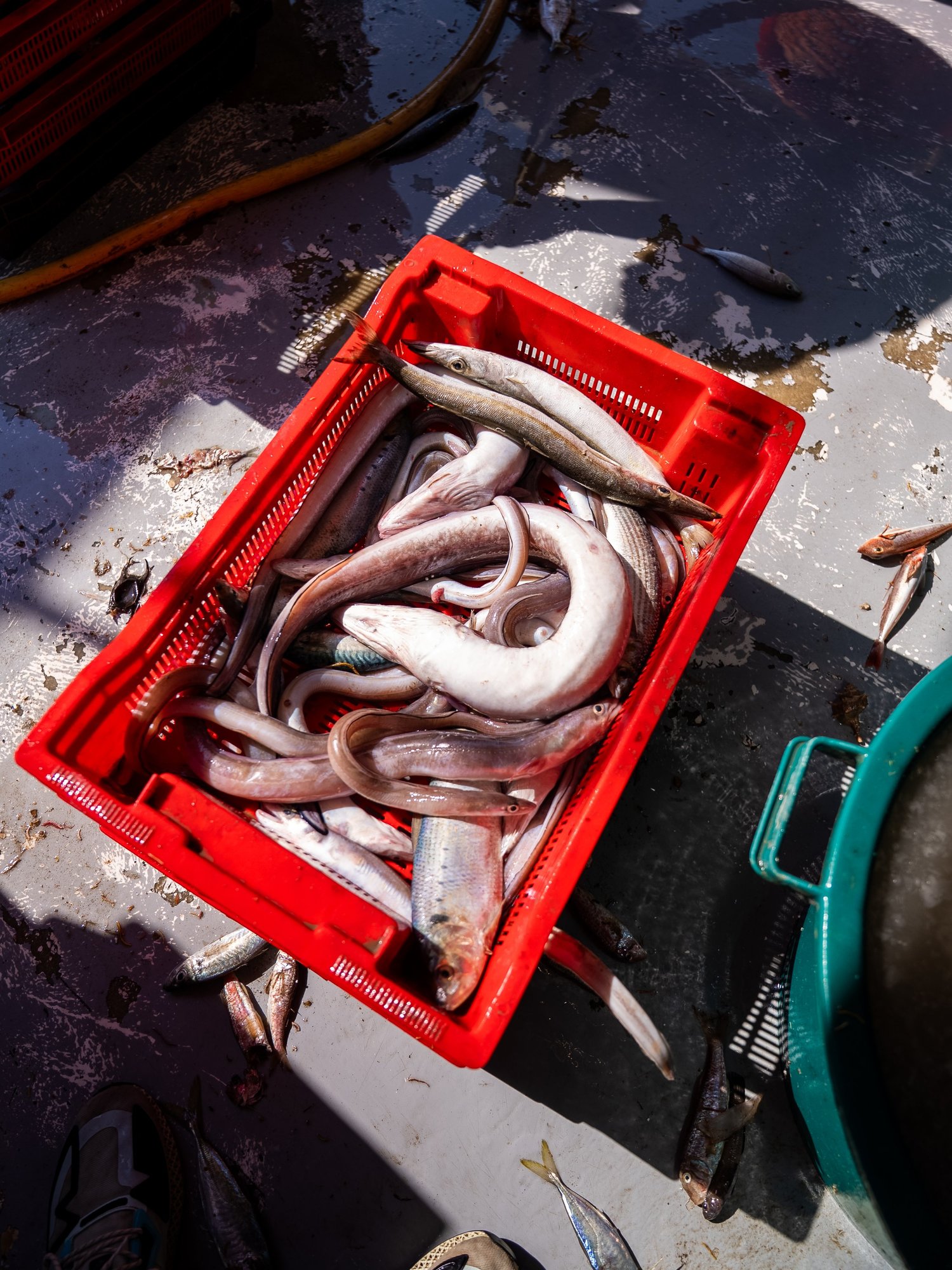 Cagette rouge de poissons mêlés sur le pont, anguilles et vives, débarque de Côté Fish au Grau-du-Roi