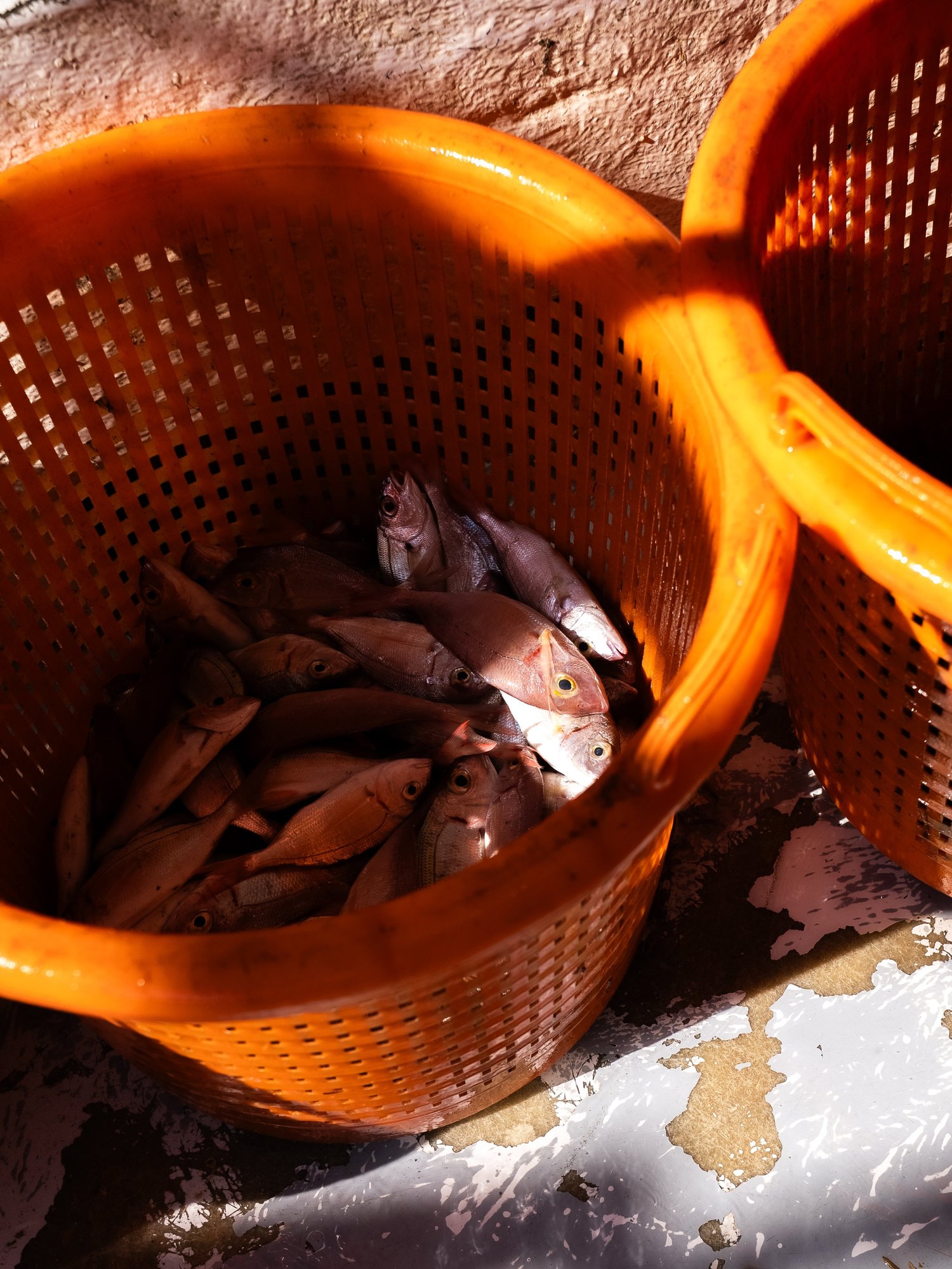 Paniers orange remplis de petits poissons roses de Méditerranée, débarque de Côté Fish