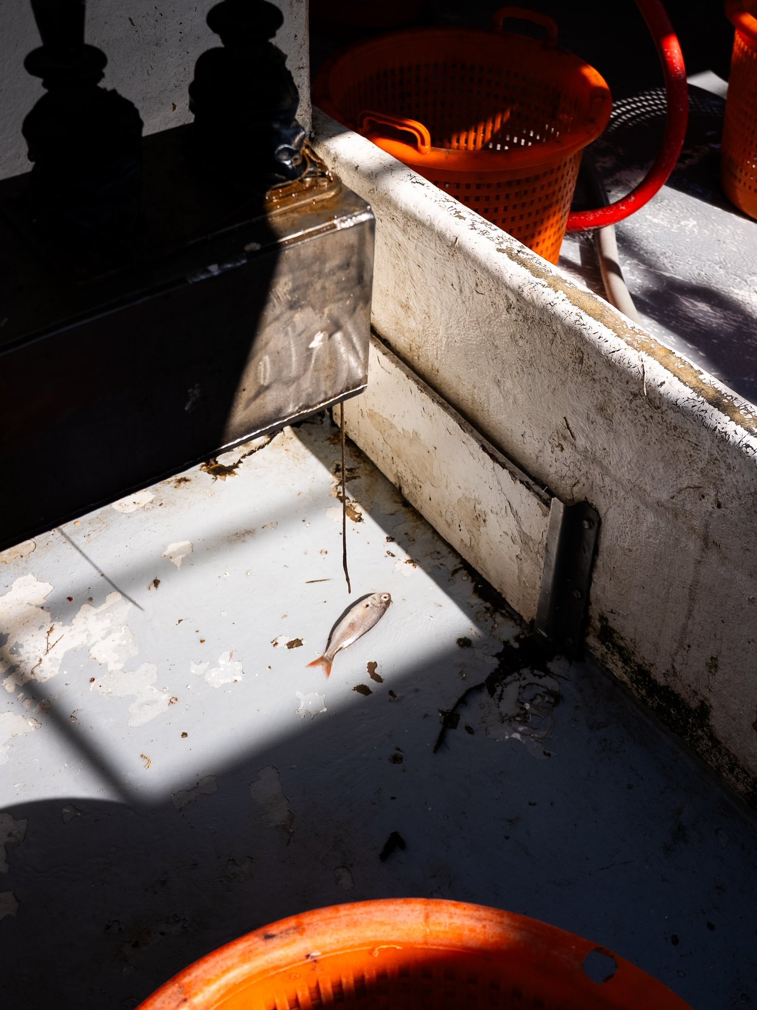 Un poisson oublié dans un rai de lumière sur le pont du bateau, Grau-du-Roi