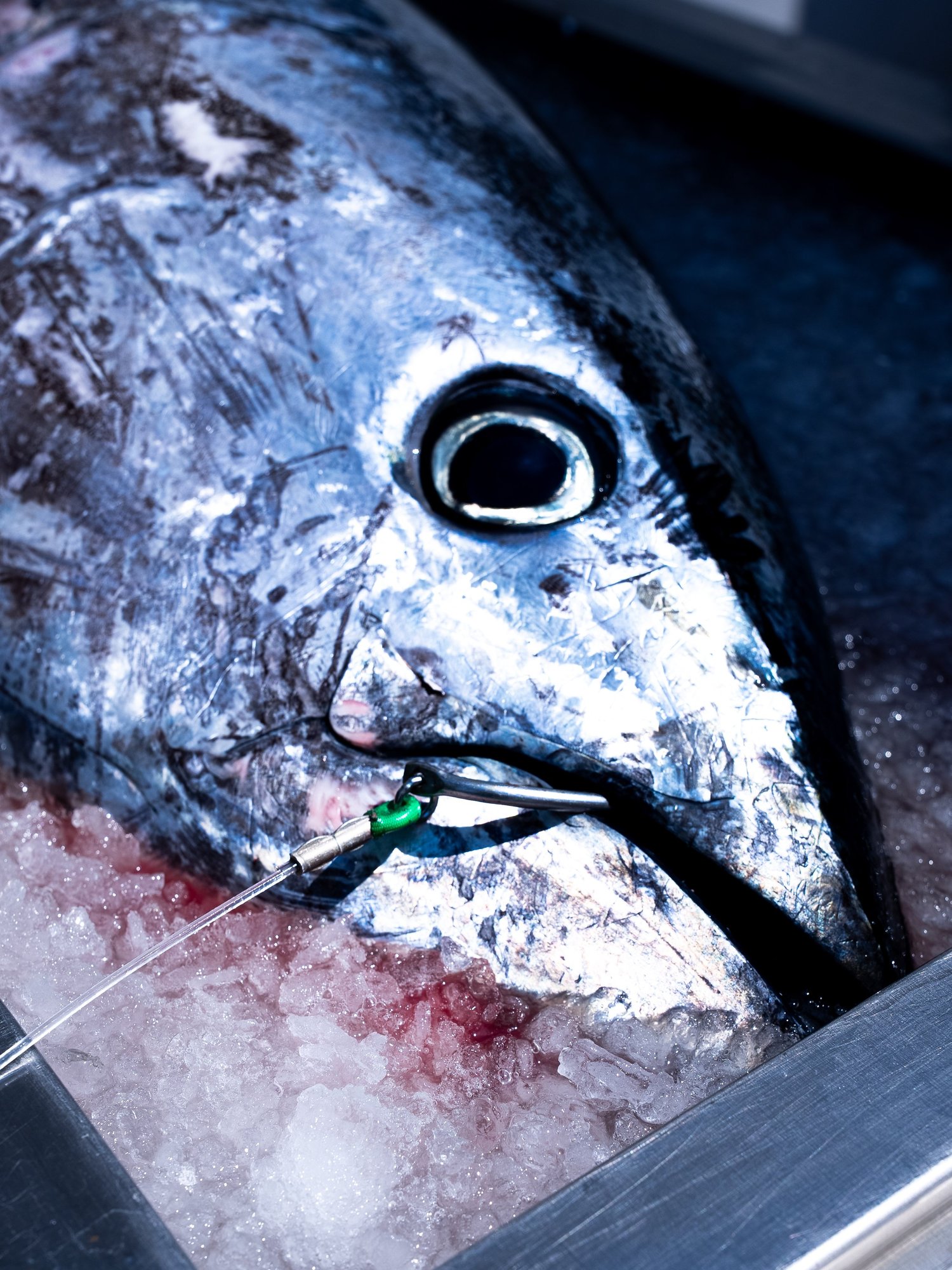 Tête de thon posée sur la glace, hameçon encore en place, shooting produit pour Côté Fish
