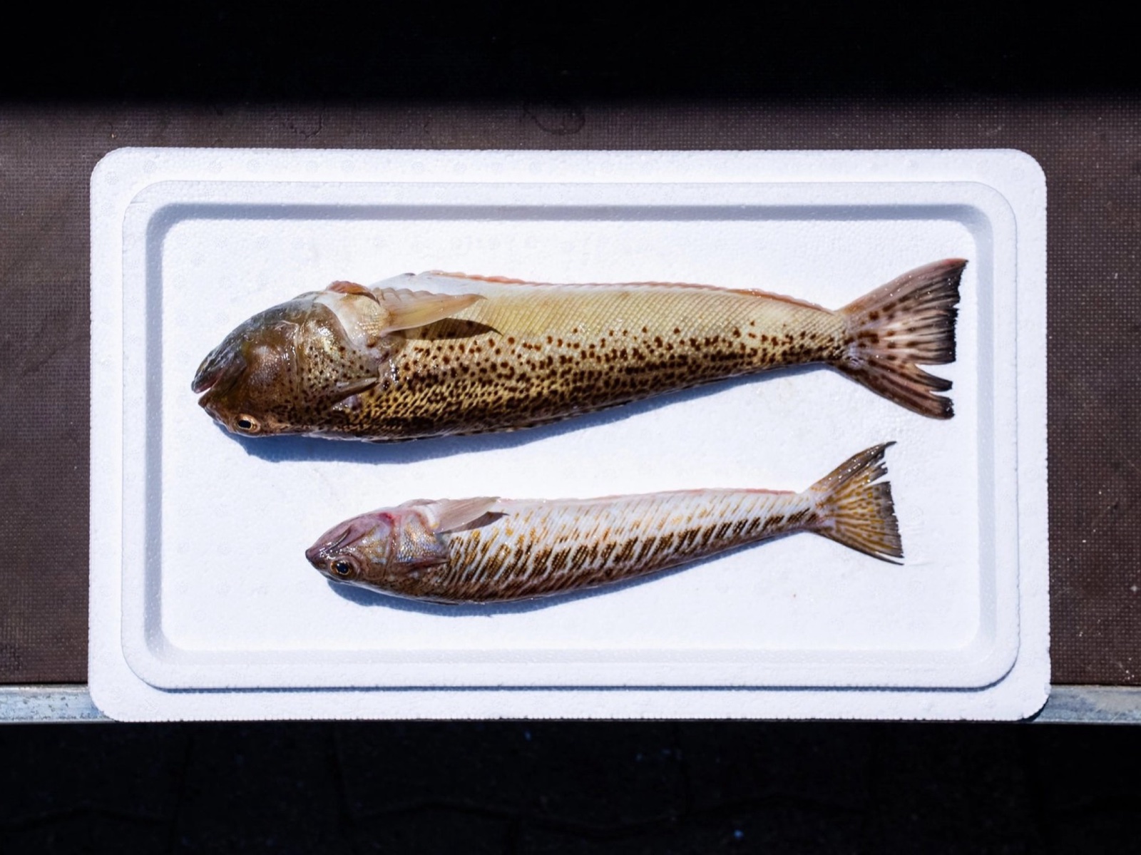 Une vive de fond et une vive de sable alignées sur une barquette blanche, shooting produit Côté Fish