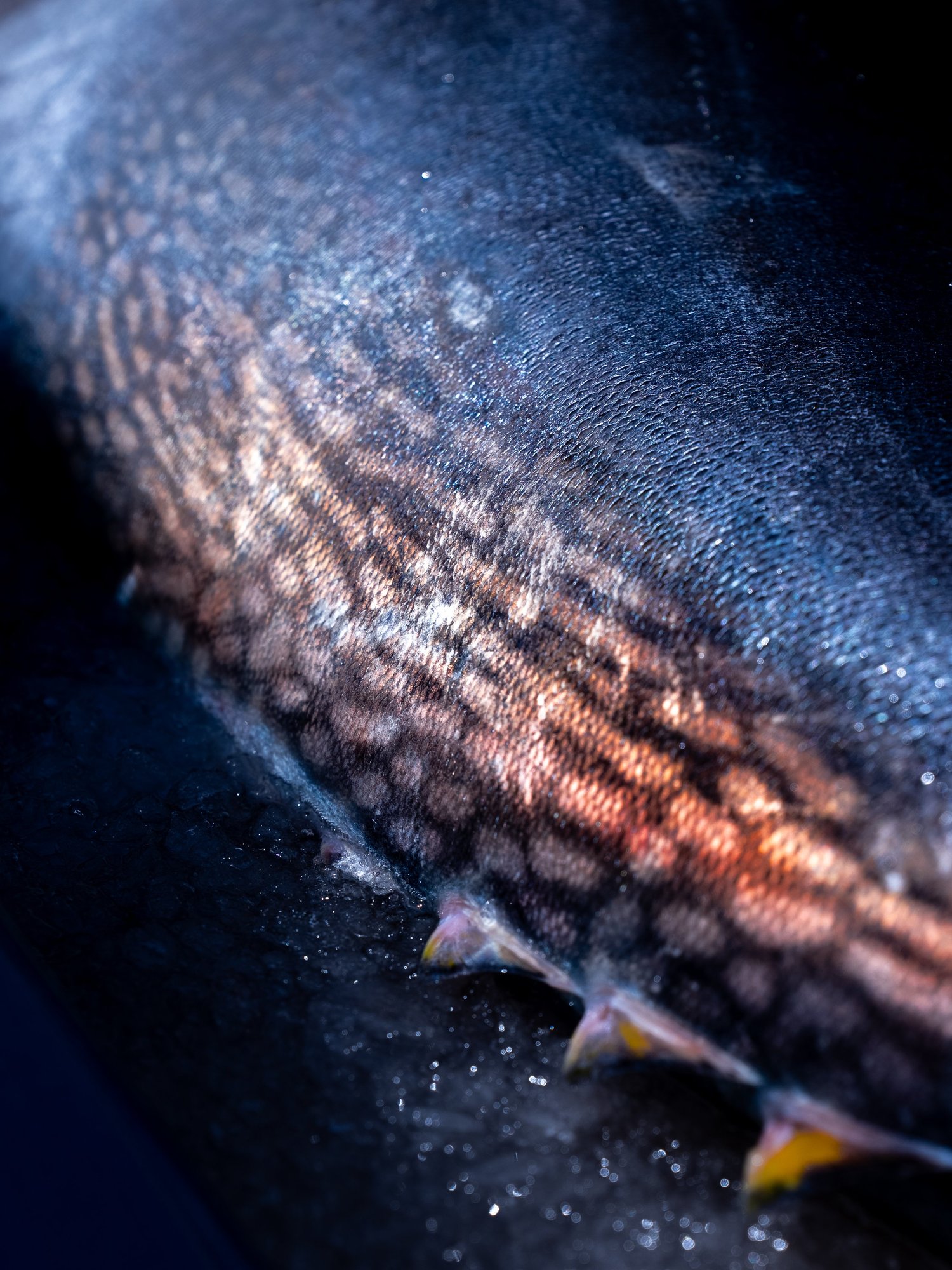 Gros plan des écailles cuivrées et des épines dorsales d'un poisson, shooting produit Côté Fish