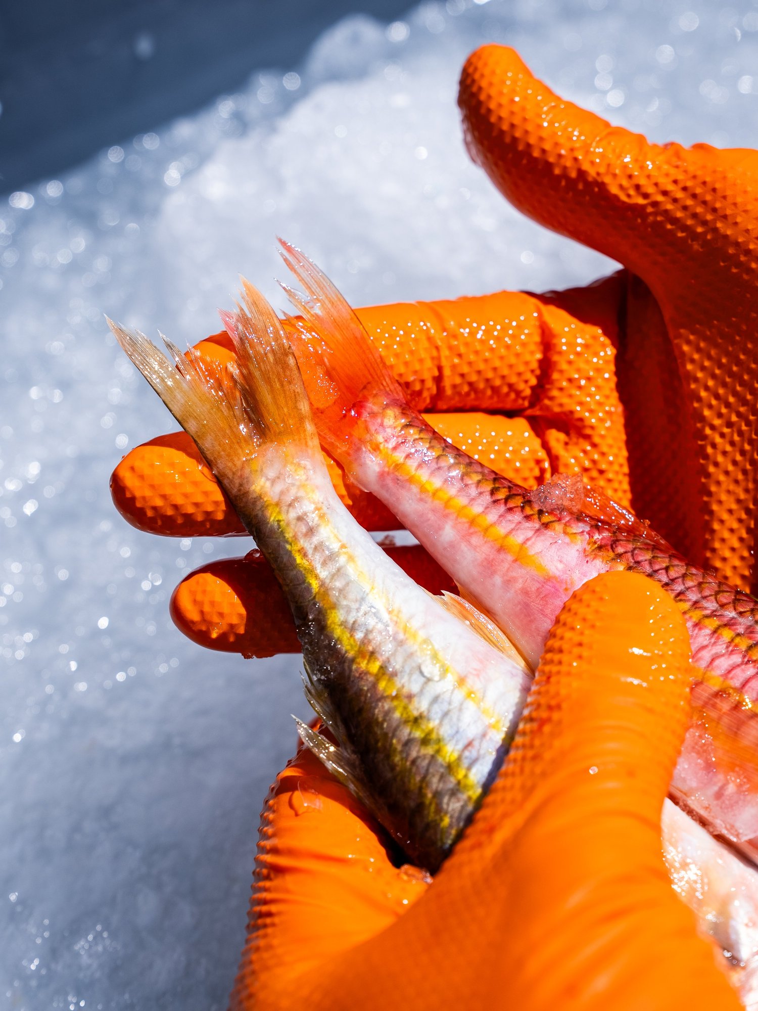 Des mains gantées d'orange tiennent des rougets sur un lit de glace, Côté Fish
