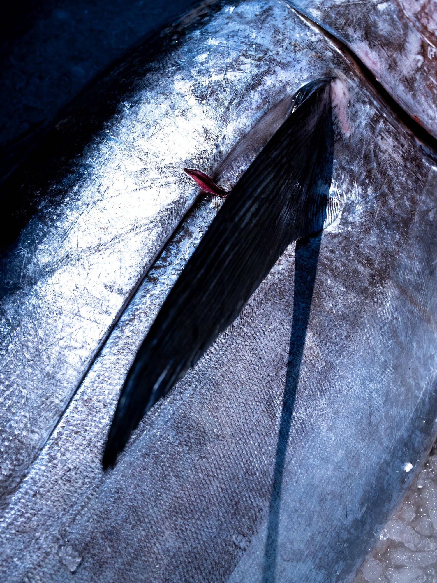 Gros plan de la nageoire noire et du flanc argenté d'un thon, shooting produit Côté Fish