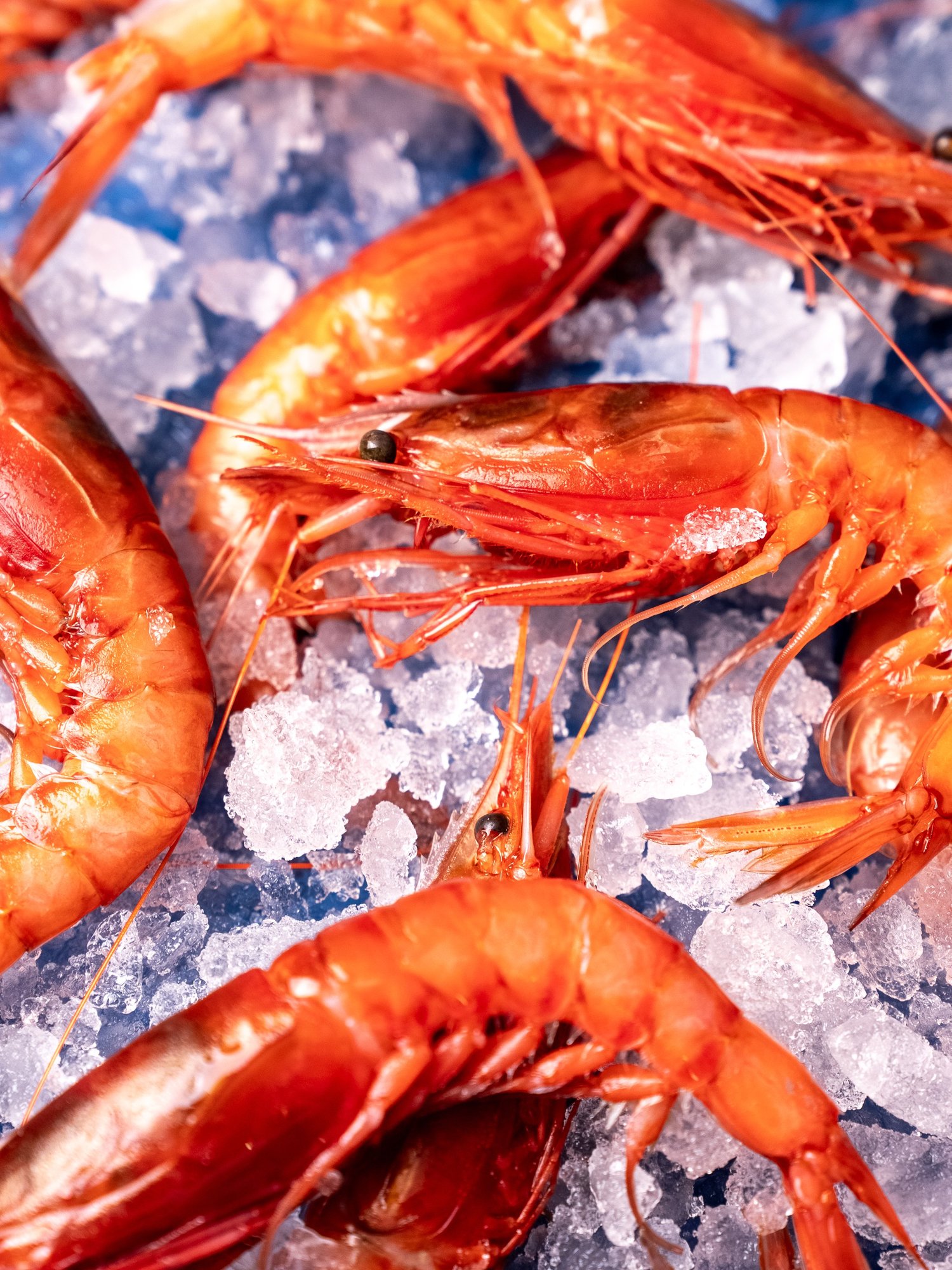 Gambas rouges disposées sur la glace, étal de la poissonnerie Côté Fish au Grau-du-Roi