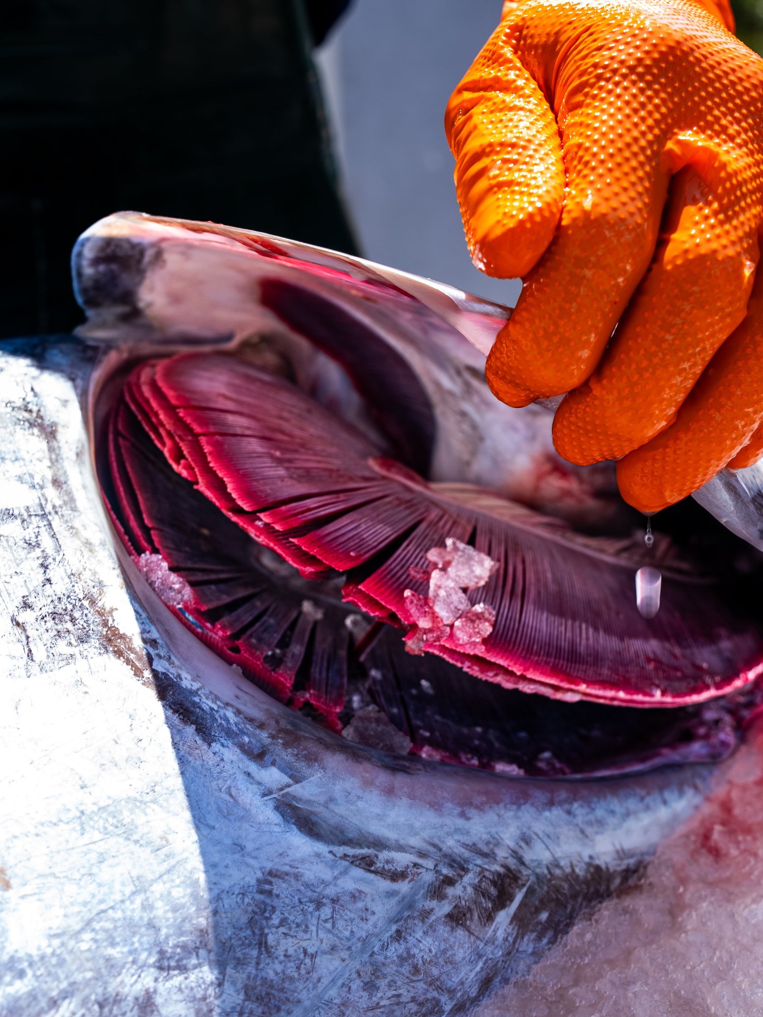 Une main gantée ouvre les ouïes pourpres d'un thon glacé, shooting produit Côté Fish