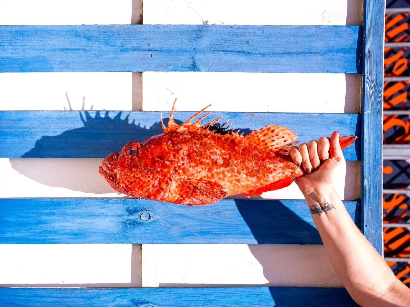 Une main présente une rascasse rouge devant une palette peinte en bleu, Côté Fish