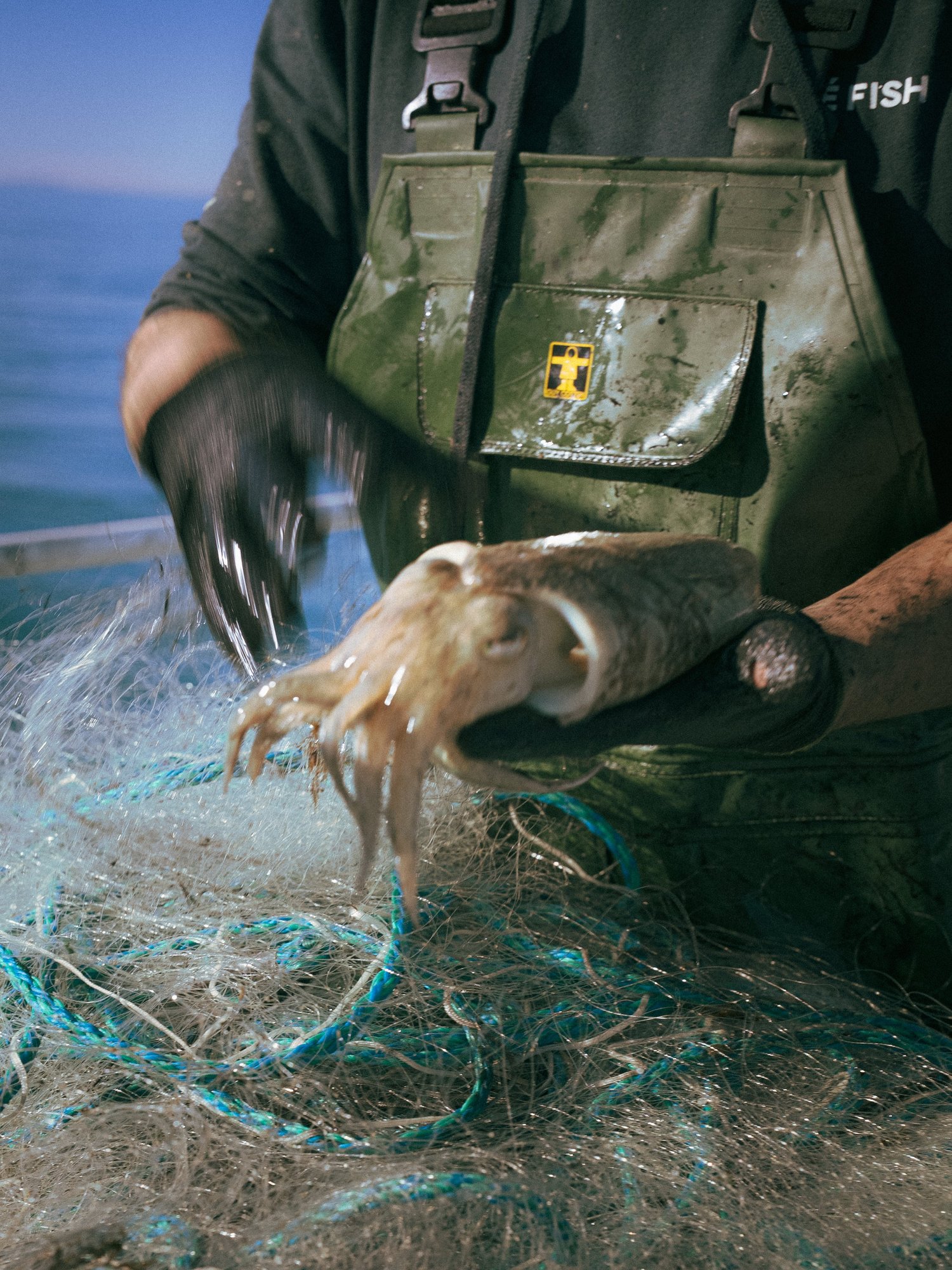 Un marin sort une seiche du filet, bateau de pêche de Côté Fish au Grau-du-Roi
