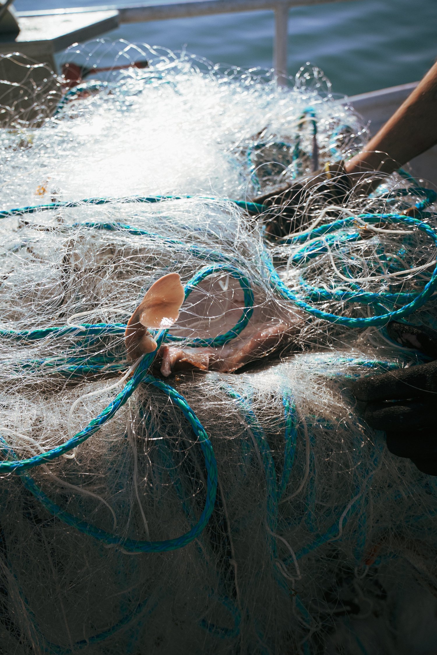 Seiche prise dans le filet de nylon et les cordages turquoise, à bord du bateau Côté Fish