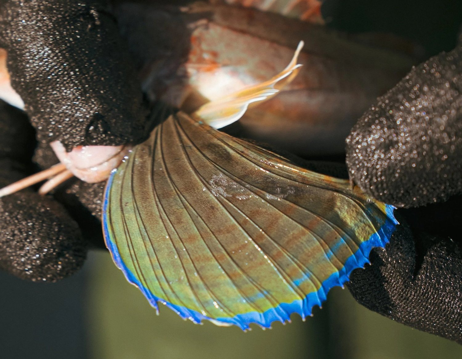Gros plan de la nageoire aux liserés bleus d'un grondin tenu par des mains gantées, Côté Fish