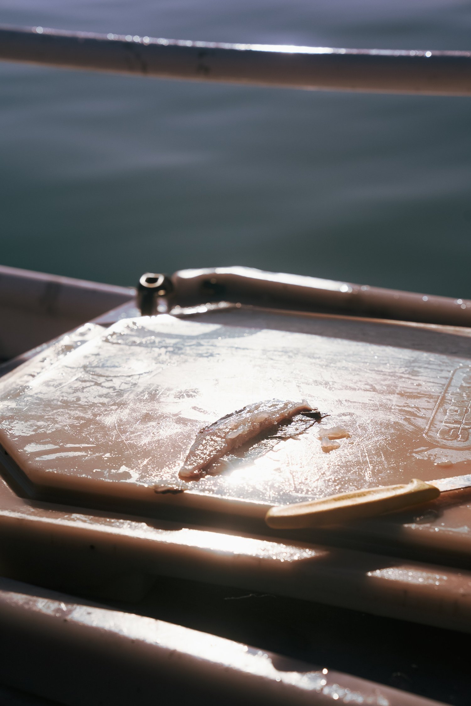 Un petit poisson posé sur le couvercle du bac, la mer en arrière-plan, Côté Fish