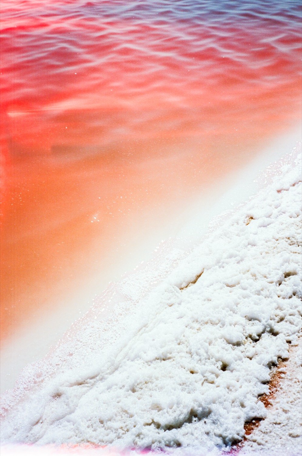 Bord d'un bassin salant, eau rose et croûte de sel blanc, salins de Camargue