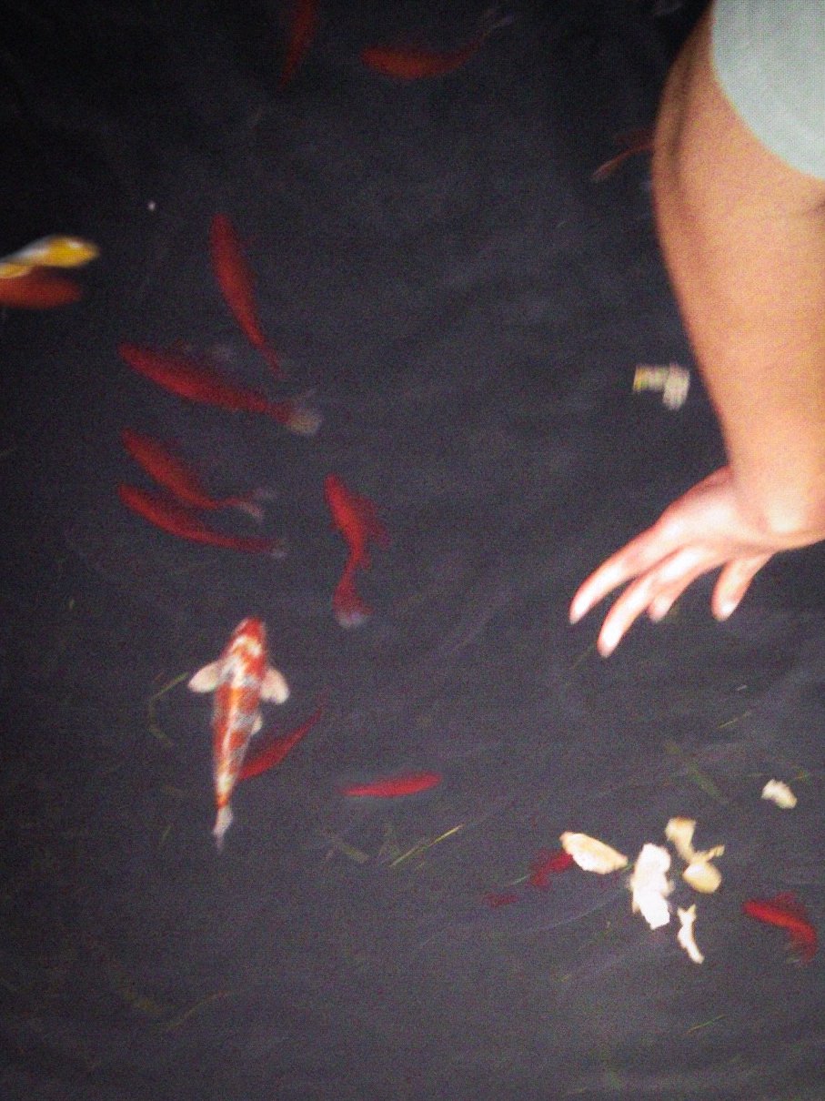 Carpes koï et poissons rouges dans un bassin sombre, une main tendue au-dessus de l'eau, Shanghai