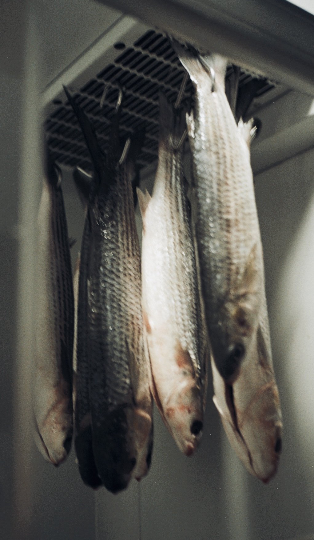 Poissons argentés suspendus à des crochets dans la chambre froide du restaurant
