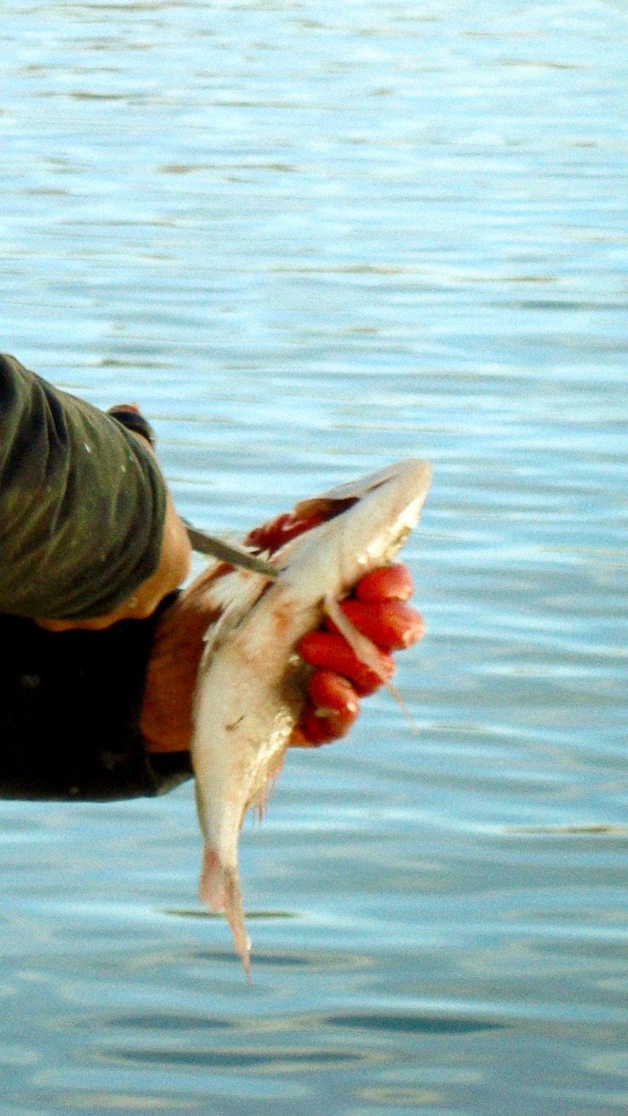 Une main tend deux poissons argentés au-dessus de l'eau du port, Marseille