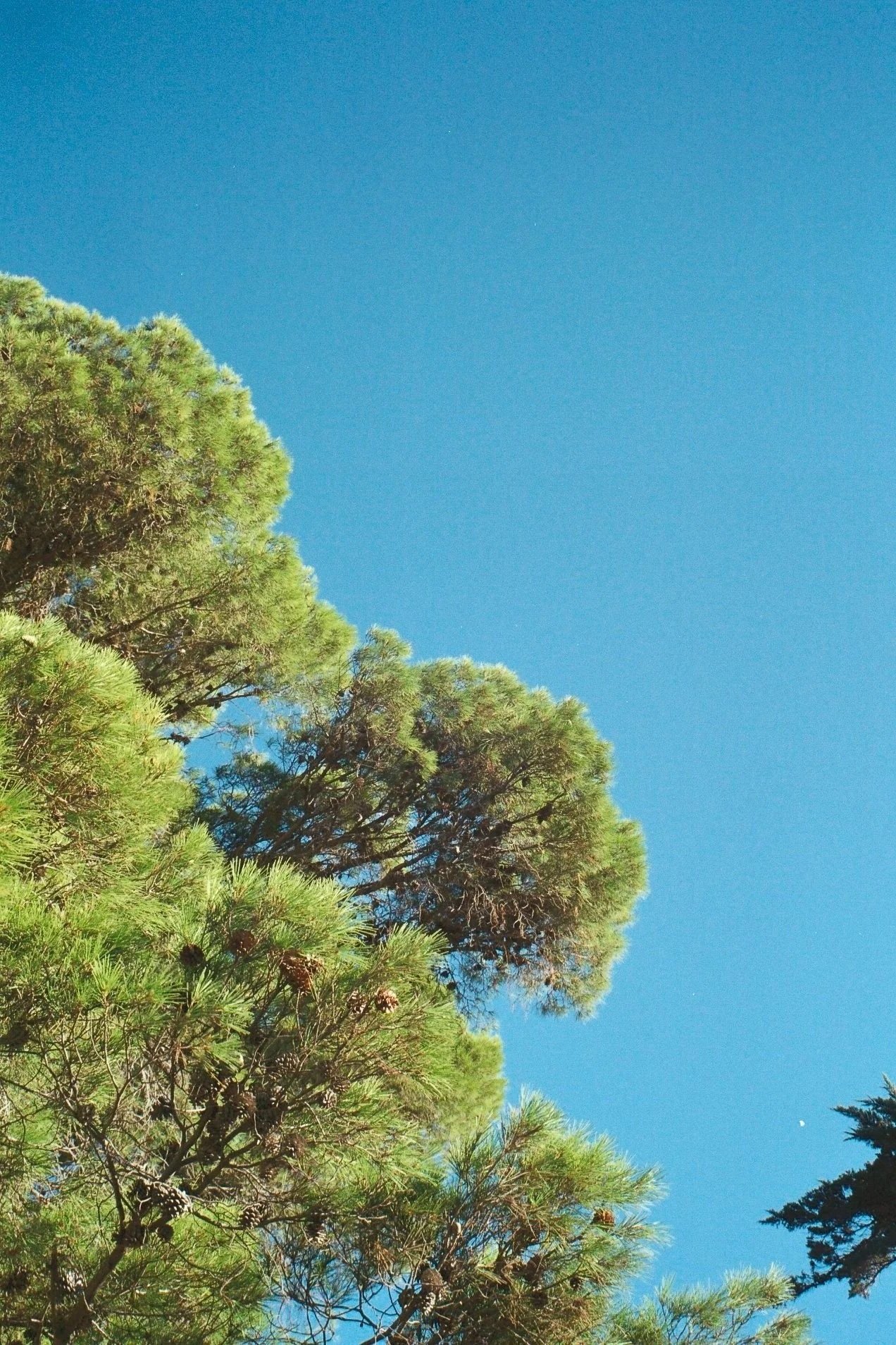 Cimes de pins parasols découpées sur un ciel bleu intense