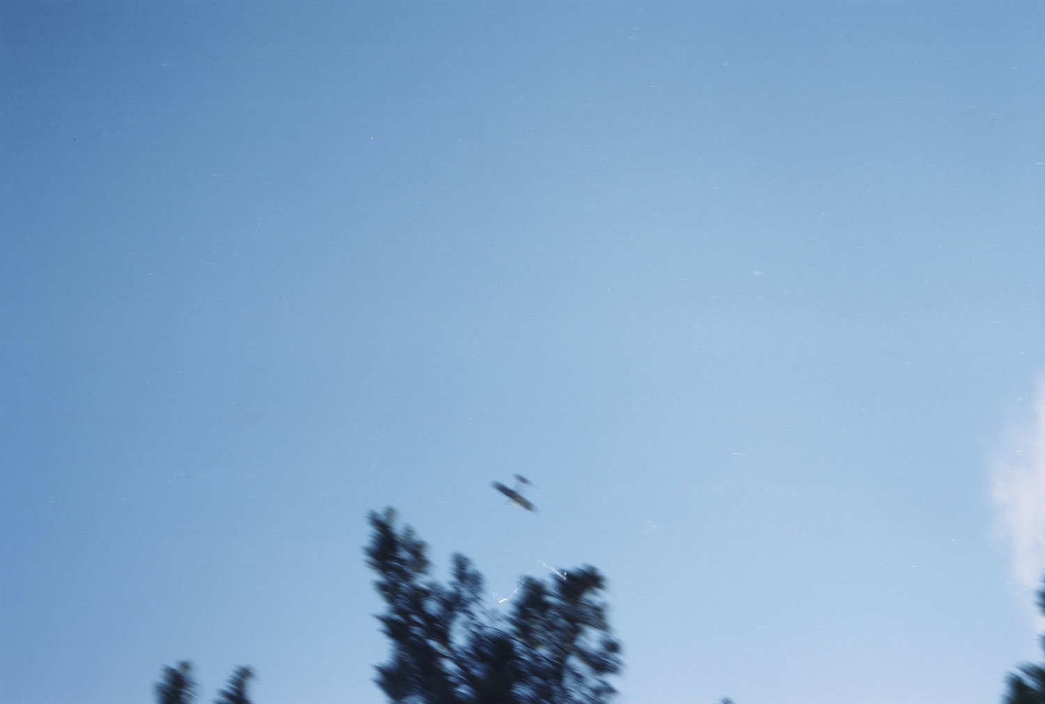 Un oiseau flou en plein vol au-dessus d'un arbre, ciel bleu pâle